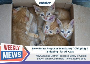 New Bylaw Proposes Mandatory “Chipping & Snipping” for Cats in New Zealand Which Could Protect Native Birds