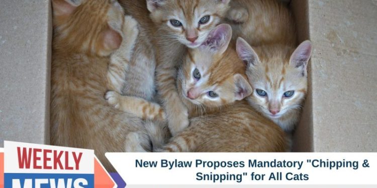 New Bylaw Proposes Mandatory “Chipping & Snipping” for Cats in New Zealand Which Could Protect Native Birds
