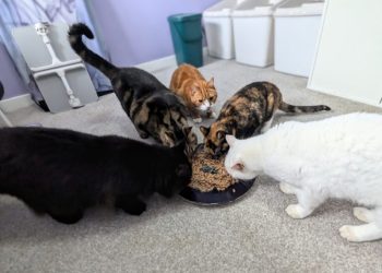 But What About Second Breakfast? When My Cats Think They’re Hobbits