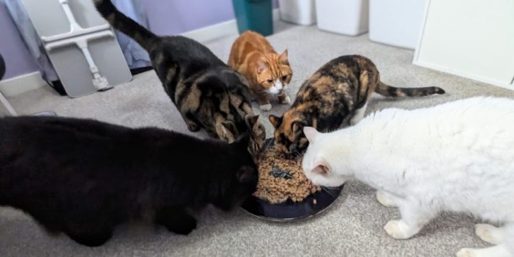 But What About Second Breakfast? When My Cats Think They’re Hobbits