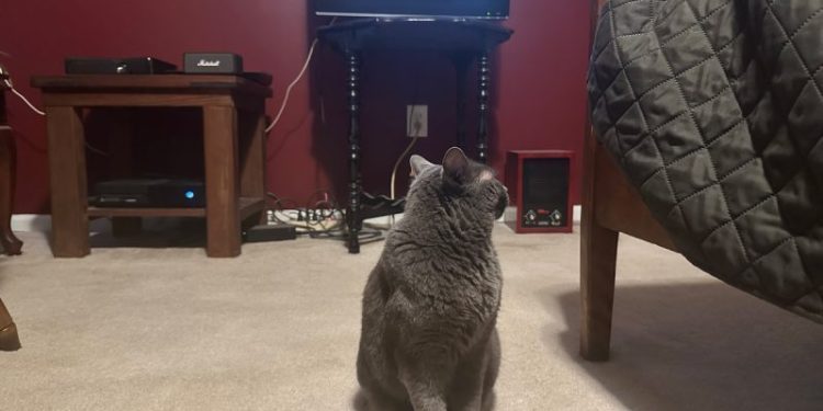 How Cats Respond to the Television: Olga’s Occasional Reactions