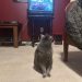 How Cats Respond to the Television: Olga’s Occasional Reactions