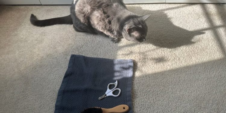 Cat Grooming Challenges: Olga’s Battle With the Brush