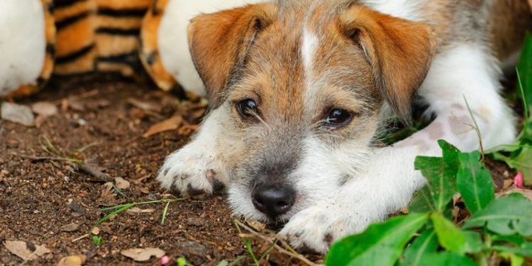 Verminous Myelitis in Dogs: Symptoms, Causes, & Treatments