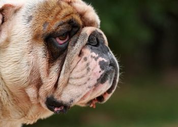 Episcleritis in Dogs: Symptoms, Causes, & Treatments