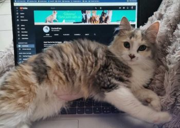 Preparing for a Kitten’s Arrival: How I Prepped for Ivy