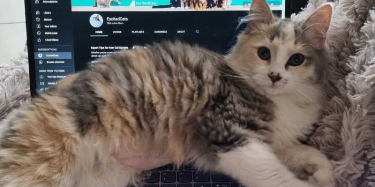 Preparing for a Kitten’s Arrival: How I Prepped for Ivy