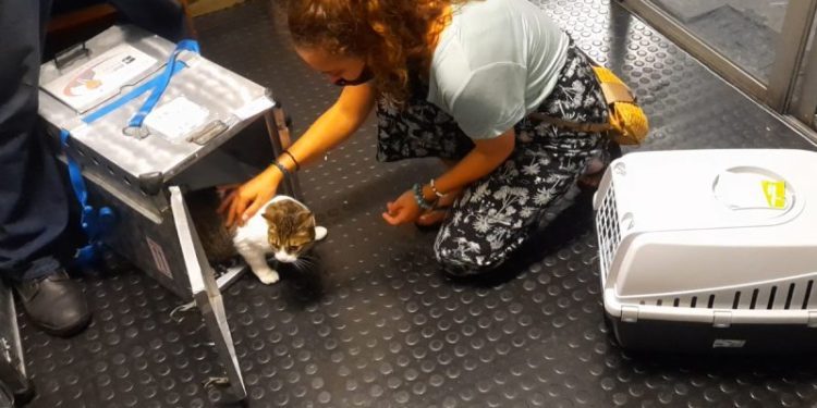 Cats Flying in Cargo: A Nightmare For the Cat & Owner