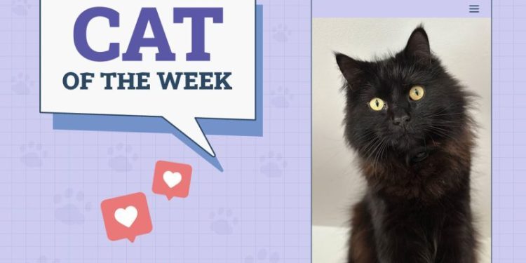 Catster Photo Contest: Cats of the Week Winners (November 8, 2024)