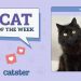 Catster Photo Contest: Cats of the Week Winners (November 8, 2024)
