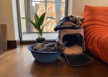 Mr. Anxiety or: How I Learned to Stop Worrying and Trust the Cat