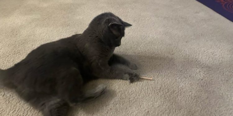 When Toys Put Cats in a Trance: Olga’s Transformation