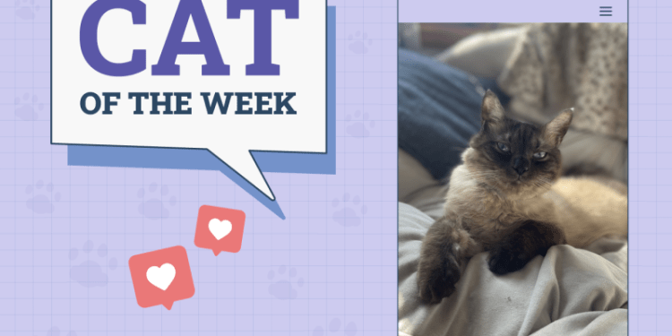 Catster Photo Contest: Cats of the Week Winners (November 21, 2024)