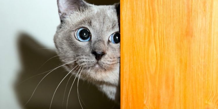 How to Reduce Anxiety in Cats: 10 Vet Verified Tips