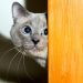 How to Reduce Anxiety in Cats: 10 Vet Verified Tips