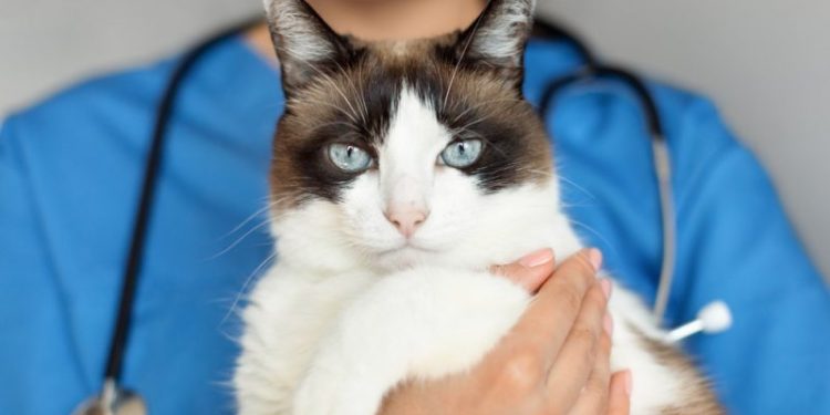 Fear-Free Vet: Vet-Verified Advantages, Disadvantages & FAQ