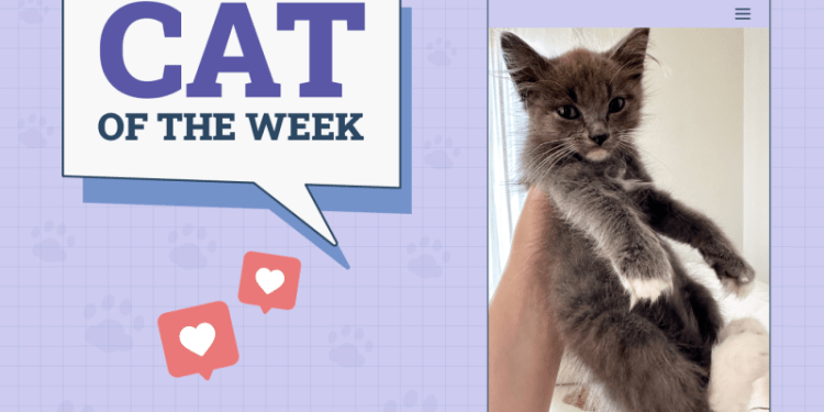 Catster Photo Contest: Cats of the Week Winners (December 19, 2024)