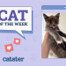 Catster Photo Contest: Cats of the Week Winners (December 19, 2024)
