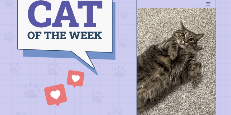 Catster Photo Contest: Cats of the Week Winners (December 12, 2024)