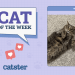 Catster Photo Contest: Cats of the Week Winners (December 12, 2024)