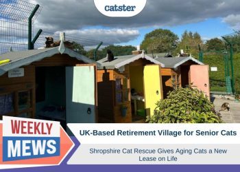 UK Cat Rescue Gives Senior Cats a Retirement Village of Their Own
