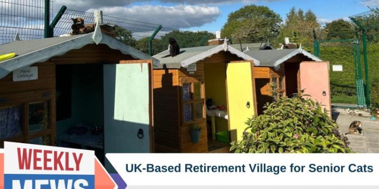 UK Cat Rescue Gives Senior Cats a Retirement Village of Their Own