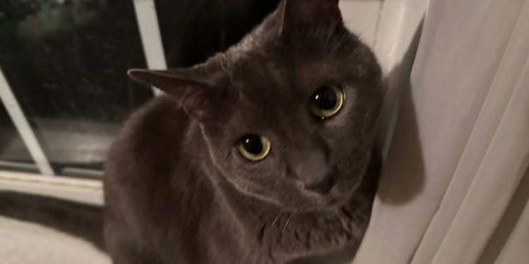 Are You Too Concerned About Your Cat’s Health? Worrying About Olga