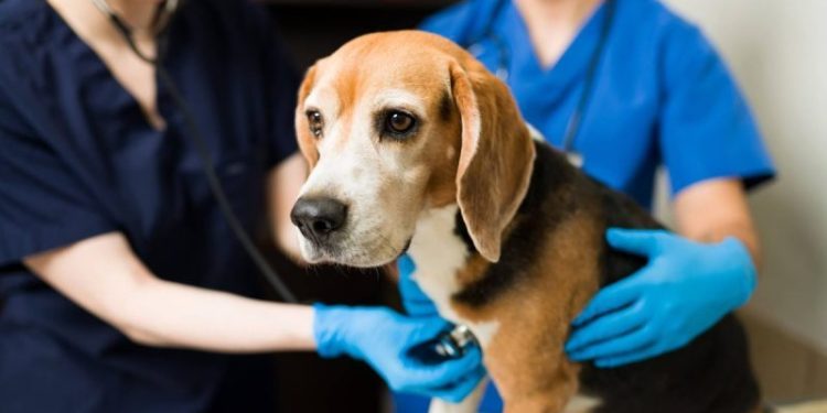 Lymphoma in Dogs: Symptoms, Causes, & Treatments