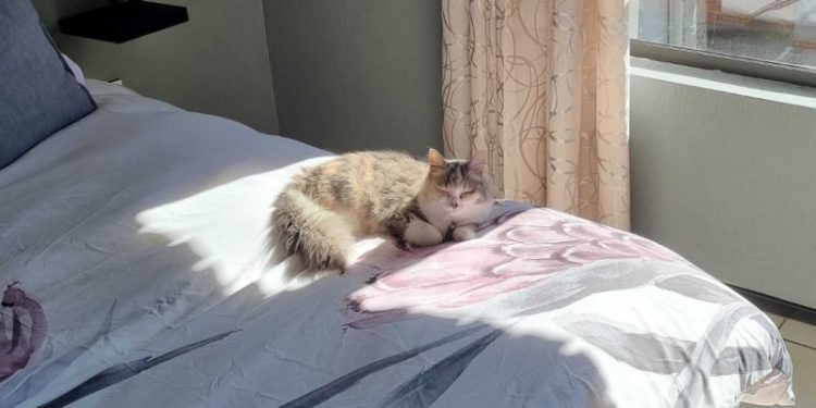 Ivy Settling In: Some of My Favorite Memories