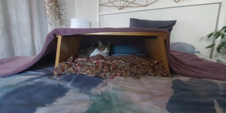 Milly’s First Days In Cape Town: Helping a Cat Settle Into a New Home