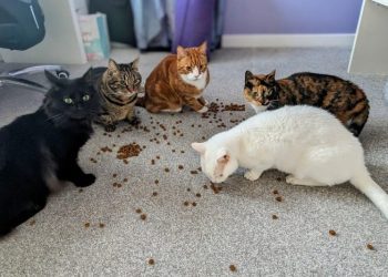 The Best of 2024: Dr. Karyn’s Favorite Stories About Her Cats