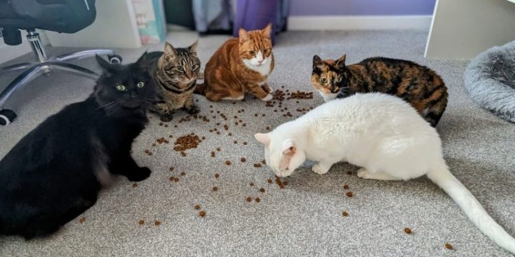 The Best of 2024: Dr. Karyn’s Favorite Stories About Her Cats