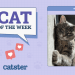 Catster Photo Contest: Cats of the Week Winners (Jan 16, 2025)