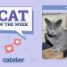 Catster Photo Contest: Cats of the Week Winners (Jan 23, 2025)