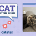 Catster Photo Contest: Cats of the Week Winners (Jan 9, 2025)