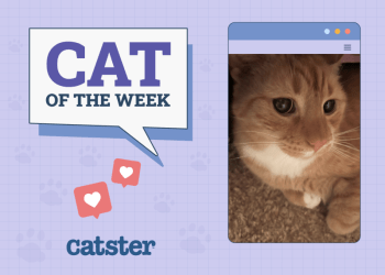 Catster Photo Contest: Cats of the Week Winners (Jan 30, 2025)