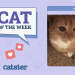 Catster Photo Contest: Cats of the Week Winners (Jan 30, 2025)