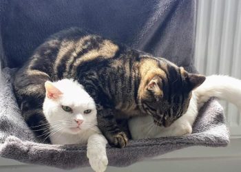 How Can I Make My Cat Like Me? Lessons From Zelda & Clutch