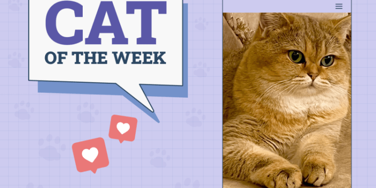 Catster Photo Contest: Cats of the Week Winners (Jan 2, 2025)