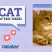 Catster Photo Contest: Cats of the Week Winners (Jan 2, 2025)