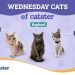 What’s In a Name? The Wednesday Cats of Catster’s Nicknames