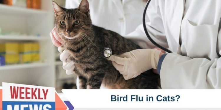 What Does the Bird Flu Pet Food Recall Mean For You & Your Cat?