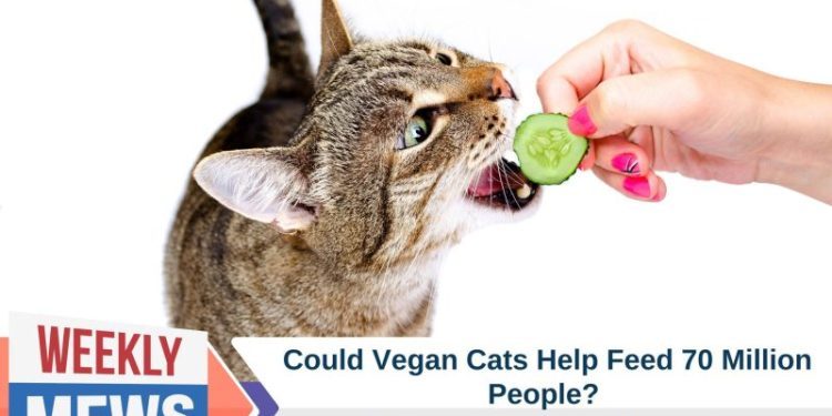 Could Vegan Cats Help Feed 70 Million People? Exploring the Veganuary Debate