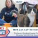 Think Cats Can’t Be Trained? This Record-Breaking Program Proves Otherwise With 102 Cats Saved!