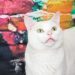 Is My White Cat, Clutch, Deaf? Explaining Feline Genetics & Hearing Impairment