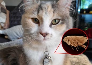 The Dreaded F-Word: Ivy’s Experience with Fleas