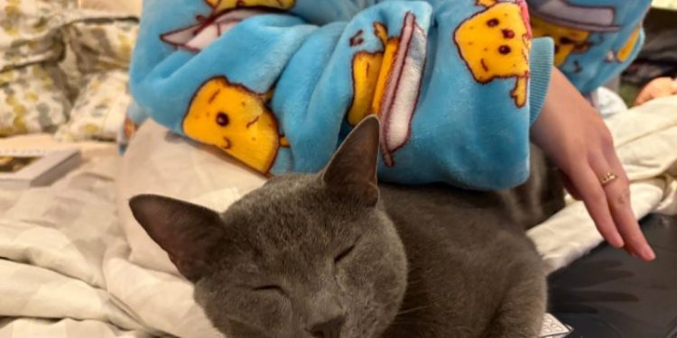 Cats and the Art of Hygge: Raphy Cuddles Up