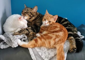 The Battle of the Sexes – Which One Makes A Better Pet?