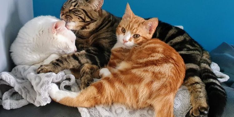 The Battle of the Sexes – Which One Makes A Better Pet?