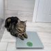 It’s Crunch Time, Cyril: A Weight Loss Journey (Part 1)